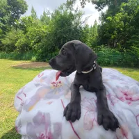 Remi, a female Great Dane for sale in Mc Call Creek, MS – 3 of 10