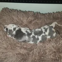Frankenstein , a male Great Dane for sale in Mc Call Creek, MS – 8 of 10