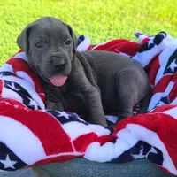 Nova, a female Great Dane for sale in Mc Call Creek, MS – 8 of 8