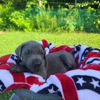 Noreen, a female Great Dane for sale in Mc Call Creek, MS – 7 of 8