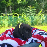 Kimber, a male Great Dane for sale in Mc Call Creek, MS – 2 of 10