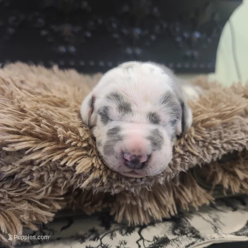 Frankenstein  – Great Dane puppy for sale in Mc Call Creek, MS
