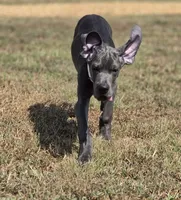 Remi, a female Great Dane for sale in Mc Call Creek, MS – 9 of 10