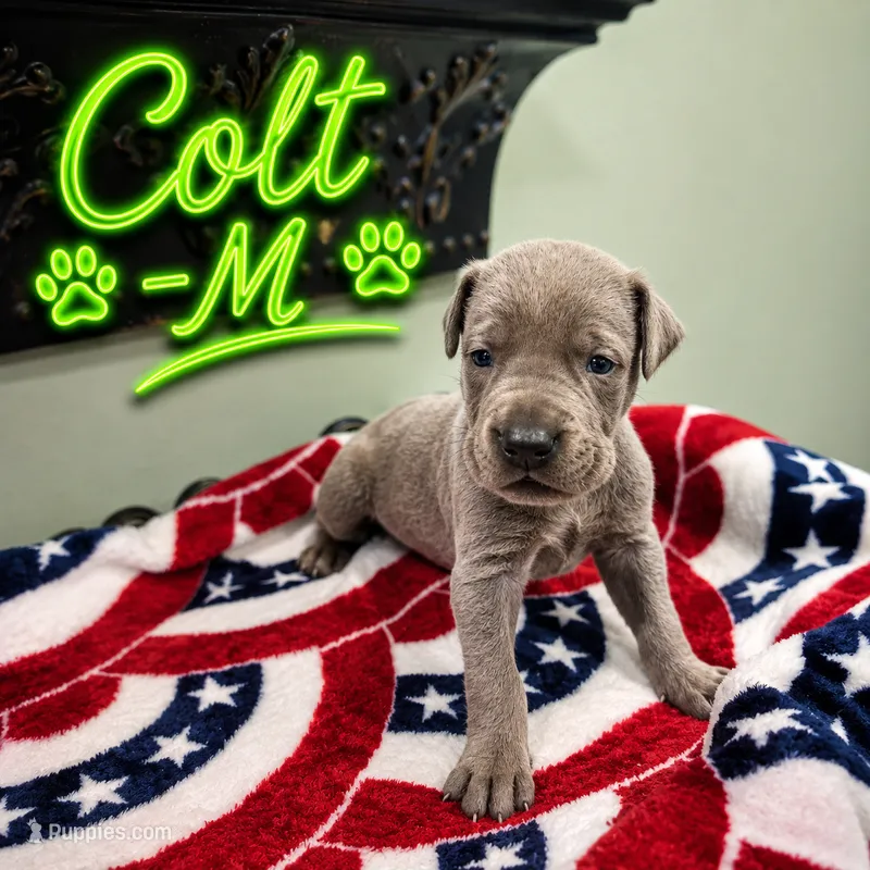 Colt – Great Dane puppy on hold in Mc Call Creek, MS