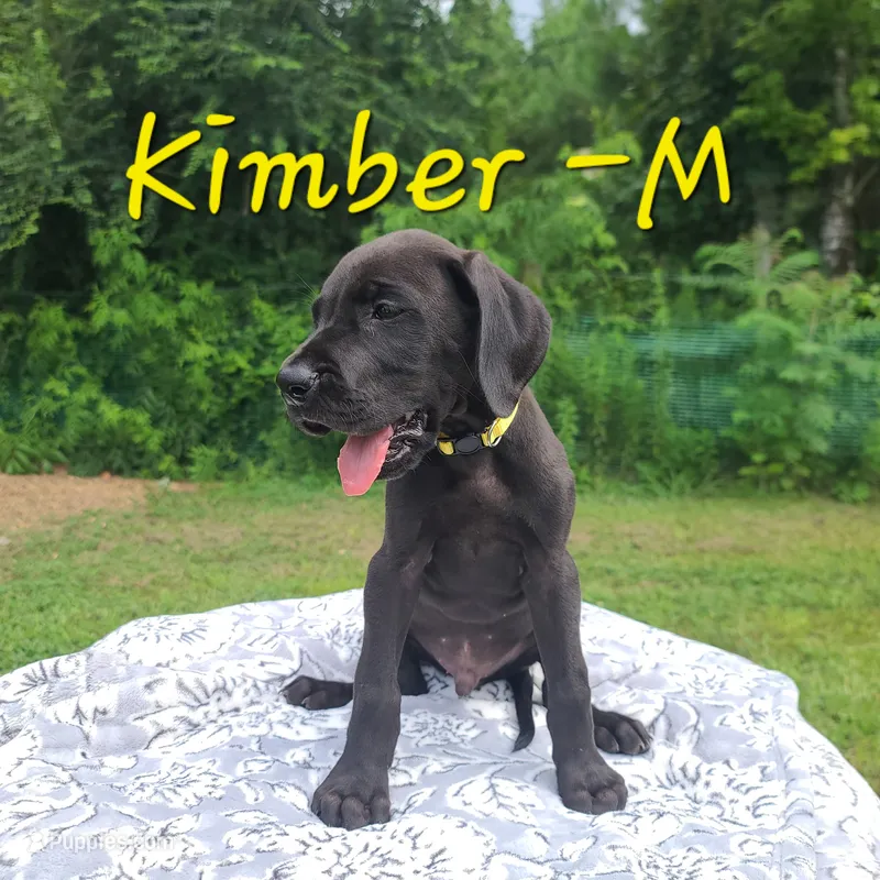 Kimber – Great Dane puppy for sale in Mc Call Creek, MS