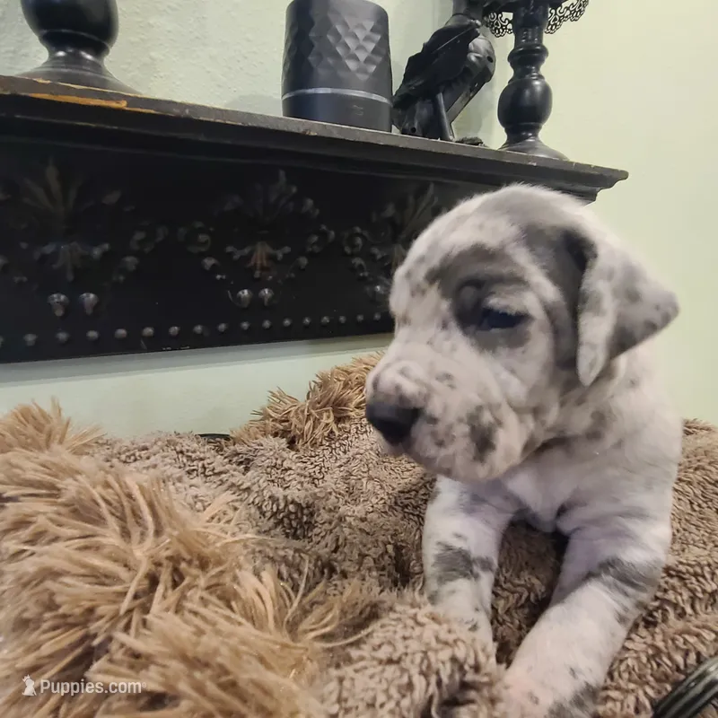 Wolfman – Great Dane puppy on hold in Mc Call Creek, MS