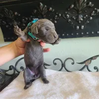 Nova, a female Great Dane for sale in Mc Call Creek, MS – 4 of 5