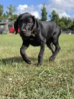 Kimber, a male Great Dane for sale in Mc Call Creek, MS – 9 of 10