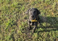Kimber, a male Great Dane for sale in Mc Call Creek, MS – 6 of 10