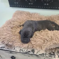 Dracula , a male Great Dane for sale in Mc Call Creek, MS – 4 of 10