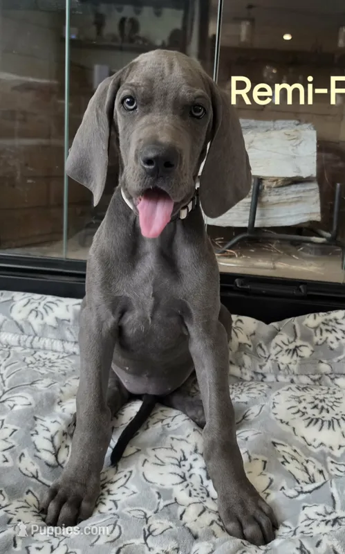 Remi – Great Dane puppy for sale in Mc Call Creek, MS