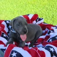 Sierra, a female Great Dane for sale in Mc Call Creek, MS – 2 of 8