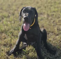 Kimber, a male Great Dane for sale in Mc Call Creek, MS – 3 of 10