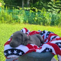 Noreen, a female Great Dane for sale in Mc Call Creek, MS – 8 of 8