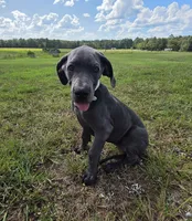 Remi, a female Great Dane for sale in Mc Call Creek, MS – 8 of 10