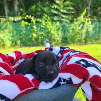 Ruger , a male Great Dane for sale in Mc Call Creek, MS – 5 of 9