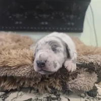 Wolfman, a male Great Dane for sale in Mc Call Creek, MS – 1 of 10
