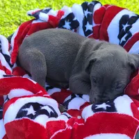 Sierra, a female Great Dane for sale in Mc Call Creek, MS – 5 of 8