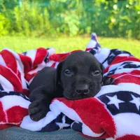 Ruger , a male Great Dane for sale in Mc Call Creek, MS – 9 of 9