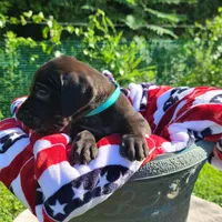 Barrett , a male Great Dane for sale in Mc Call Creek, MS – 7 of 10