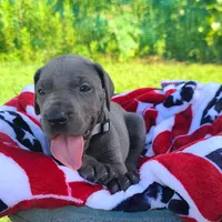 Sierra, a female Great Dane for sale in Mc Call Creek, MS – 3 of 8
