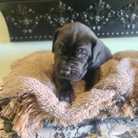 Dracula , a male Great Dane for sale in Mc Call Creek, MS – 5 of 10