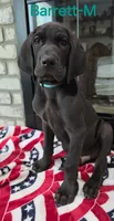 Barrett, a male Great Dane for sale in Mc Call Creek, MS – 5 of 10