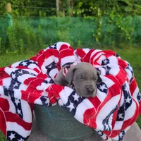 Sig, a female Great Dane for sale in Mc Call Creek, MS – 9 of 10