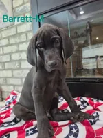 Barrett, a male Great Dane for sale in Mc Call Creek, MS – 3 of 10