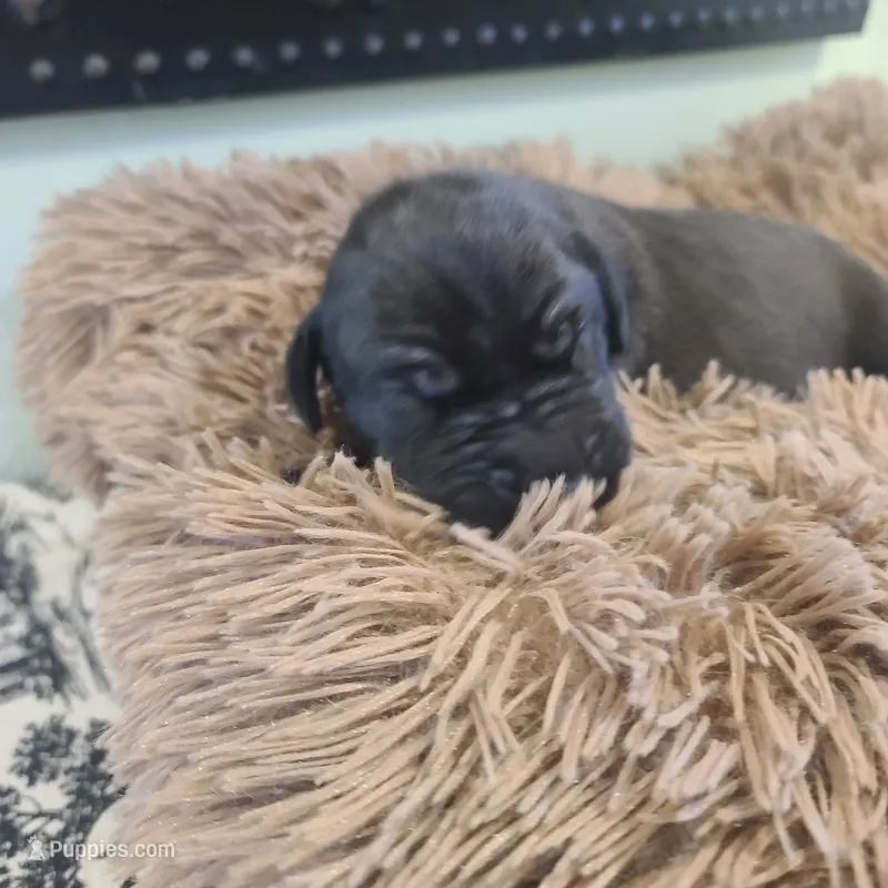Dracula  – Great Dane puppy for sale in Mc Call Creek, MS