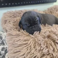 Dracula , a male Great Dane for sale in Mc Call Creek, MS – 1 of 10