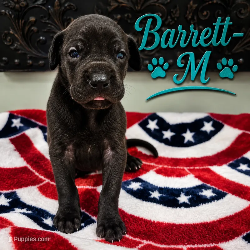 Barrett  – Great Dane puppy for sale in Mc Call Creek, MS