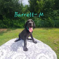Barrett, a male Great Dane for sale in Mc Call Creek, MS – 7 of 10