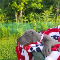Sig, a female Great Dane for sale in Mc Call Creek, MS – 4 of 10