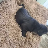 Dracula , a male Great Dane for sale in Mc Call Creek, MS – 3 of 10