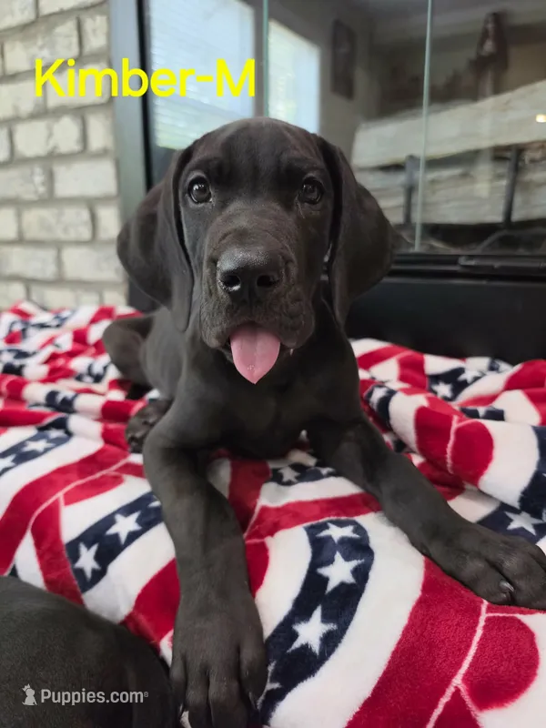 Kimber – Great Dane puppy for sale in Mc Call Creek, MS