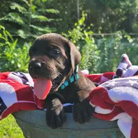 Barrett , a male Great Dane for sale in Mc Call Creek, MS – 8 of 10
