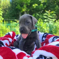 Nova, a female Great Dane for sale in Mc Call Creek, MS – 3 of 8