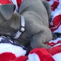 Sierra, a female Great Dane for sale in Mc Call Creek, MS – 7 of 8