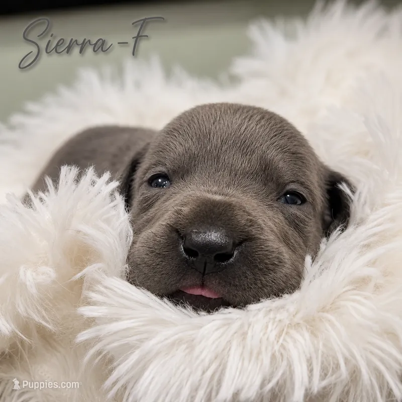 Sierra – Great Dane puppy for sale in Mc Call Creek, MS