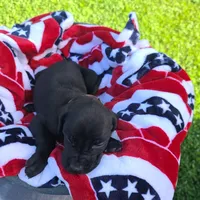 Ruger , a male Great Dane for sale in Mc Call Creek, MS – 8 of 9