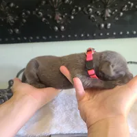 Noreen, a female Great Dane for sale in Mc Call Creek, MS – 5 of 5