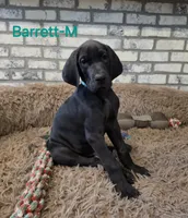 Barrett, a male Great Dane for sale in Mc Call Creek, MS – 1 of 10