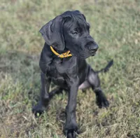 Kimber, a male Great Dane for sale in Mc Call Creek, MS – 4 of 10