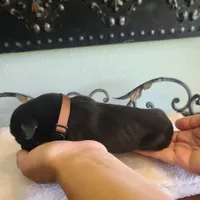 Ruger , a male Great Dane for sale in Mc Call Creek, MS – 2 of 4