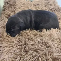 Dracula , a male Great Dane for sale in Mc Call Creek, MS – 7 of 10