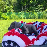 Nova, a female Great Dane for sale in Mc Call Creek, MS – 4 of 8
