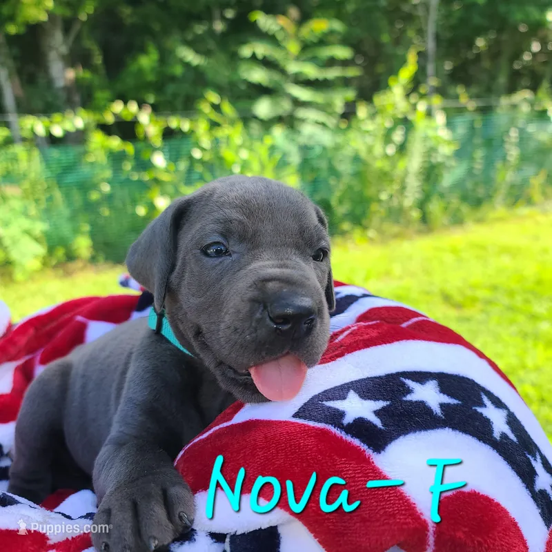 Nova – Great Dane puppy for sale in Mc Call Creek, MS