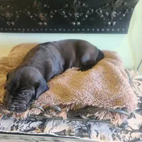Dracula , a male Great Dane for sale in Mc Call Creek, MS – 2 of 10