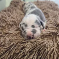 Frankenstein , a male Great Dane for sale in Mc Call Creek, MS – 4 of 10